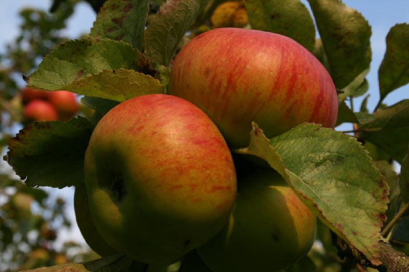 Bramley Apple,
              Orchard