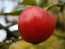 Worcester Apple, Orchard