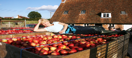 Kent Cider apple boxes, annie cap, andy maclean