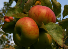 Bramley Apple, Orchard